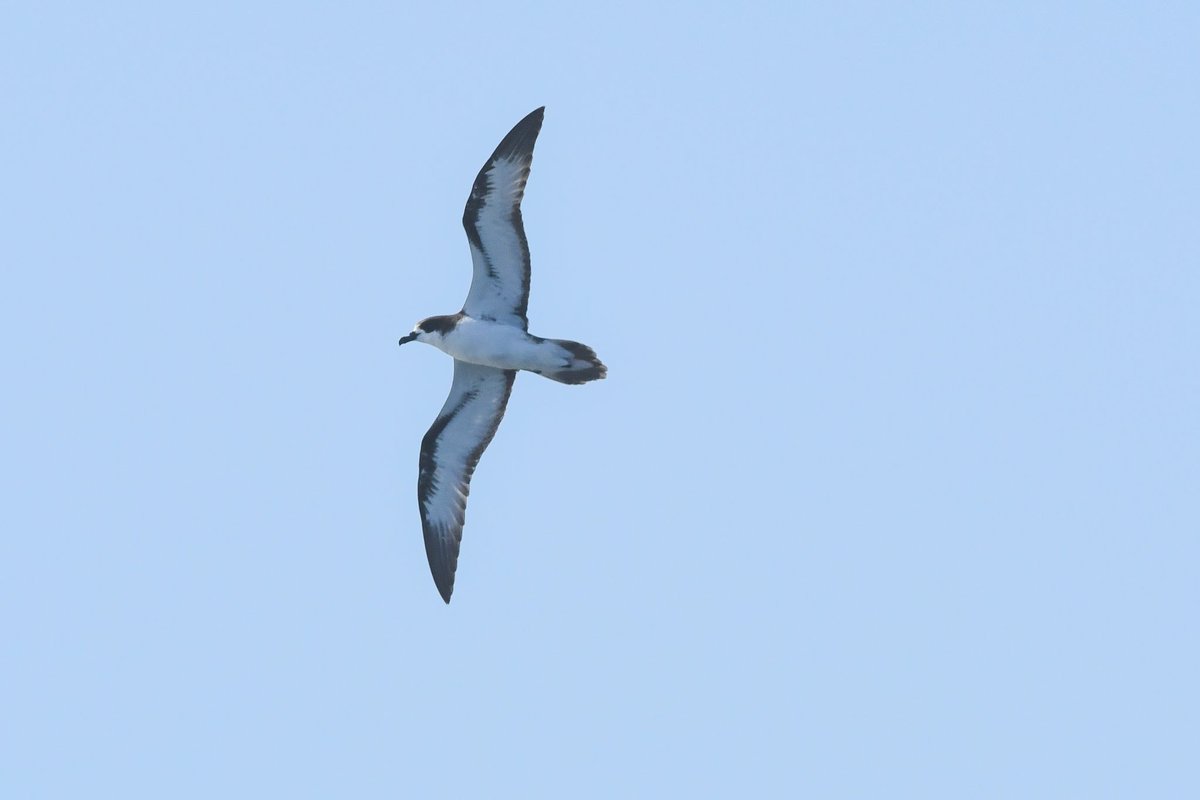 marcmcflurry's tweet photo. Galapagos (Dark-rumped) Petrel, at Sea en route to Bartolome Island, Galapagos #SuperSeabirdSunday  #Petrel #Galapagos https://t.co/01UacV432j