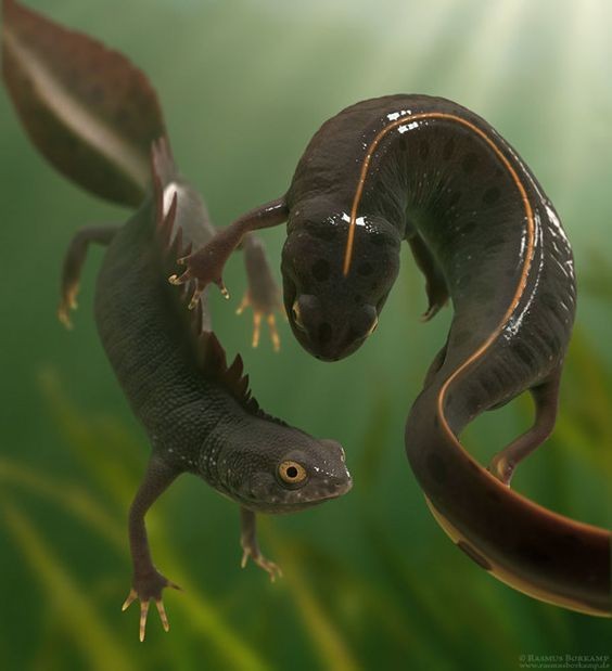 Untamedpath's tweet photo. Two Crested Newts perform an intricate mating dance in the underwater world. #newt #amphibian #nature #wildlife #matingdance https://t.co/lC5rCw1sPb