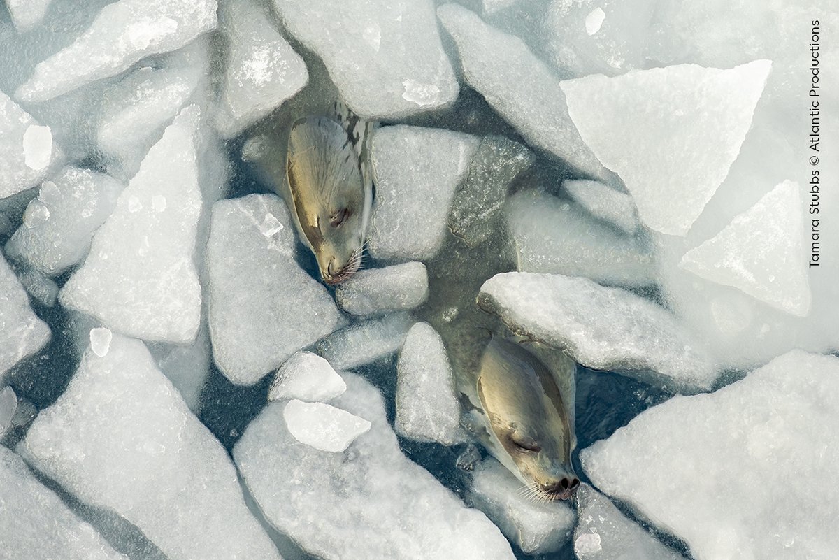NHM_London's tweet photo. It's looking frosty! ❄️

As the temperature continues to drop, we're sharing a selection of the snowy scenes from the 60th edition of the Wildlife Photographer of the Year exhibition. 

Which one is your favourite? 🌨️

@nhm_wpy https://t.co/x326KJRW5Z