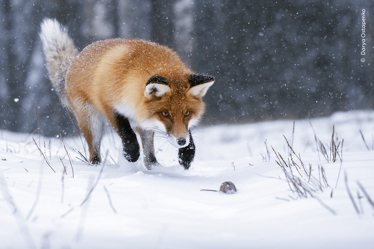 NHM_London's tweet photo. It's looking frosty! ❄️

As the temperature continues to drop, we're sharing a selection of the snowy scenes from the 60th edition of the Wildlife Photographer of the Year exhibition. 

Which one is your favourite? 🌨️

@nhm_wpy https://t.co/x326KJRW5Z