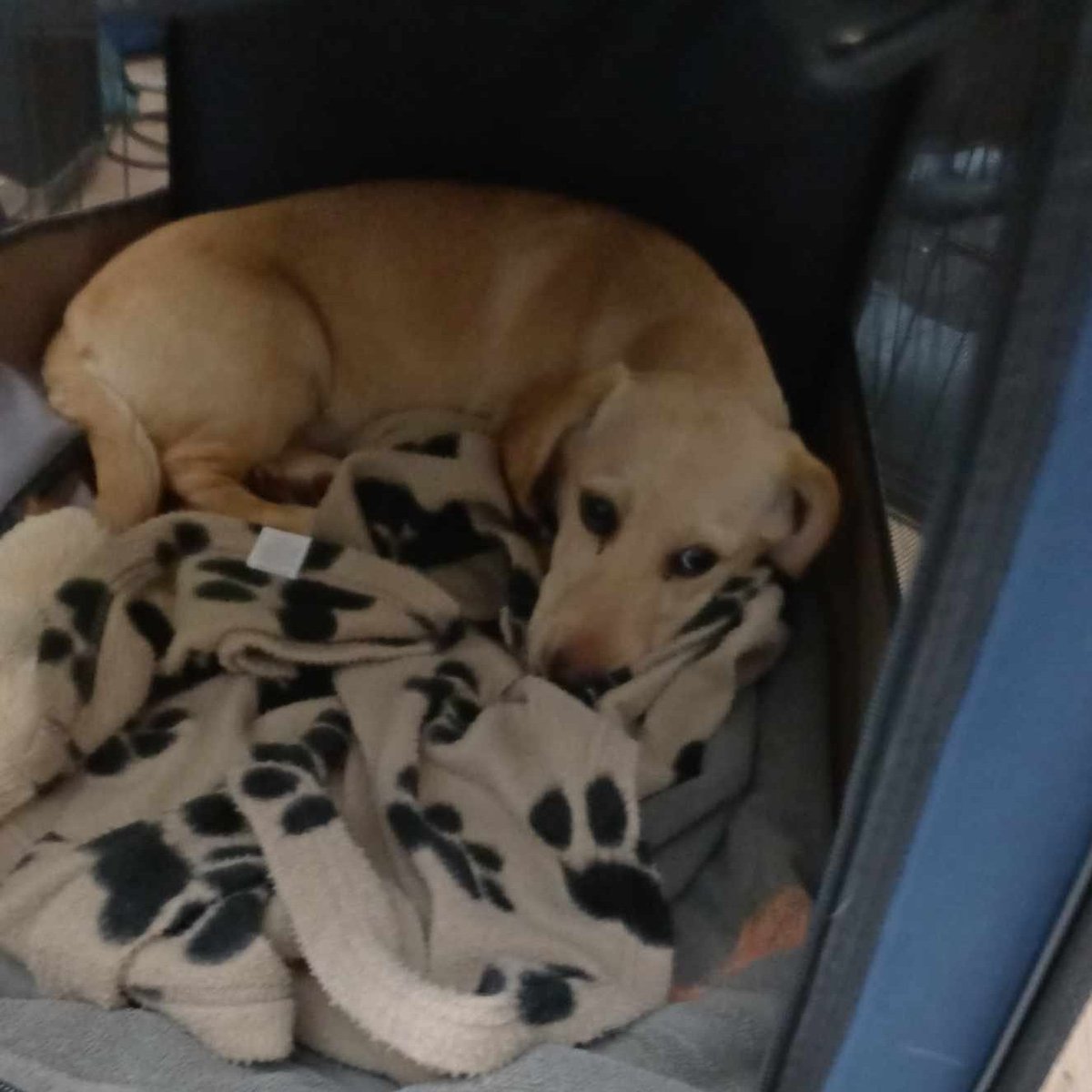 rescuedoggypaws's tweet photo. Summer is nearly 6 months old and is in foster in #Warwickshire
She is great with other dogs and very friendly with people too. A gorgeous little girl who loves her fuss and cuddles. She is enjoying the comforts of her foster home very much
#Staffordshire #Leicester #Coventry https://t.co/cFBJBGApmx