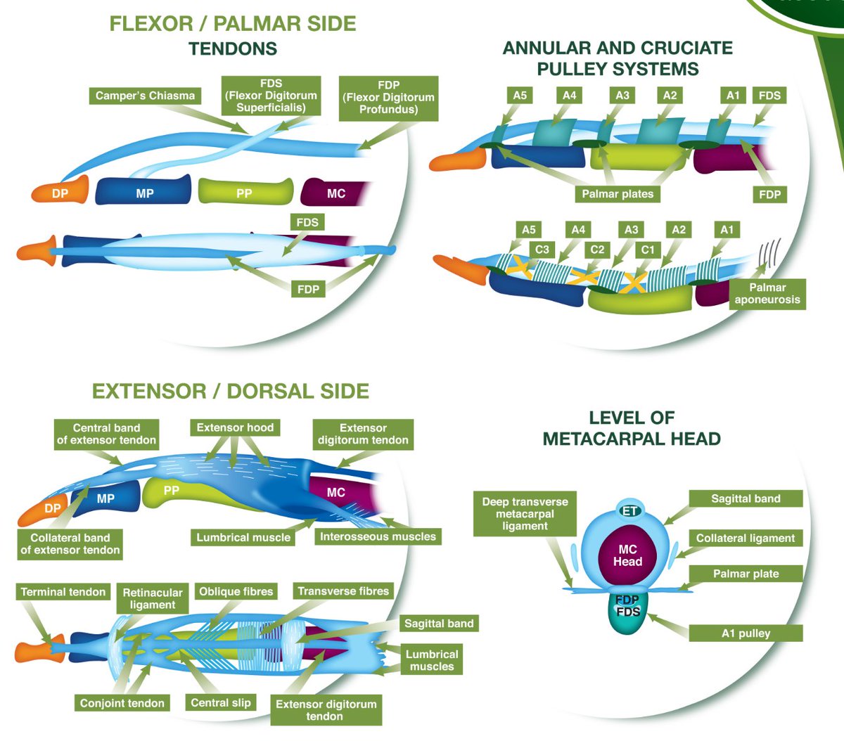 Rheumatology's tweet photo. The ASA Finger Anatomy Fact Sheet
FREE PDF
https://t.co/5DWzR87sMj https://t.co/VCnpFAwDzg