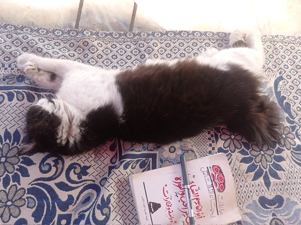 🛑CAT FOOD UPDATE🛑
Every day it gets harder to find cat friendly food…not proprietary cat food but a human grade alternative. I managed to buy 50 cans @ $1.60 each and have also given foster carers a little cash in case they too are able to source some! 
gofund.me/5303b345