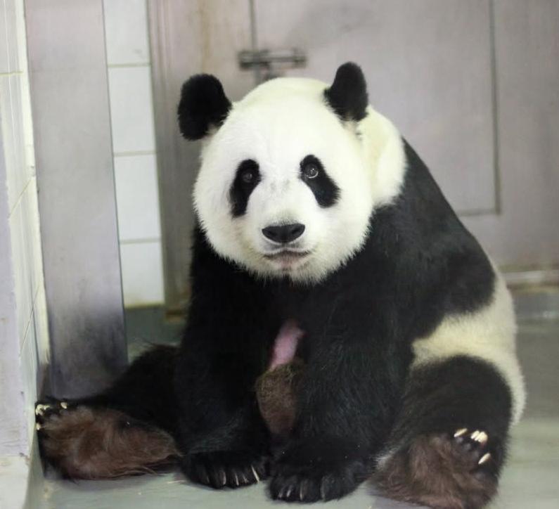PandaAnAnCTO's tweet photo. Anyone wants to take picture with me?? $ANAN 

#SOL #BTC #PANDA #CHINA #MOODENG https://t.co/mWUV8DNytt