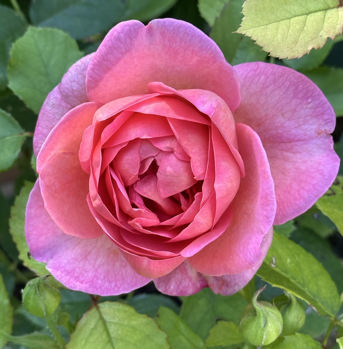 rosesukroses's tweet photo. A bit behind on our #roseadvent so catching up with four pink lovelies: Charisma, Royal Perfuma, You’re My Everything, Eustacia Vye.
It’s grey but mild here, I really must get on with bulb planting…
Whatever you’re doing, have a good day, take care.
#GardeningX #roses
@kgimson https://t.co/b9z9DIQD3P