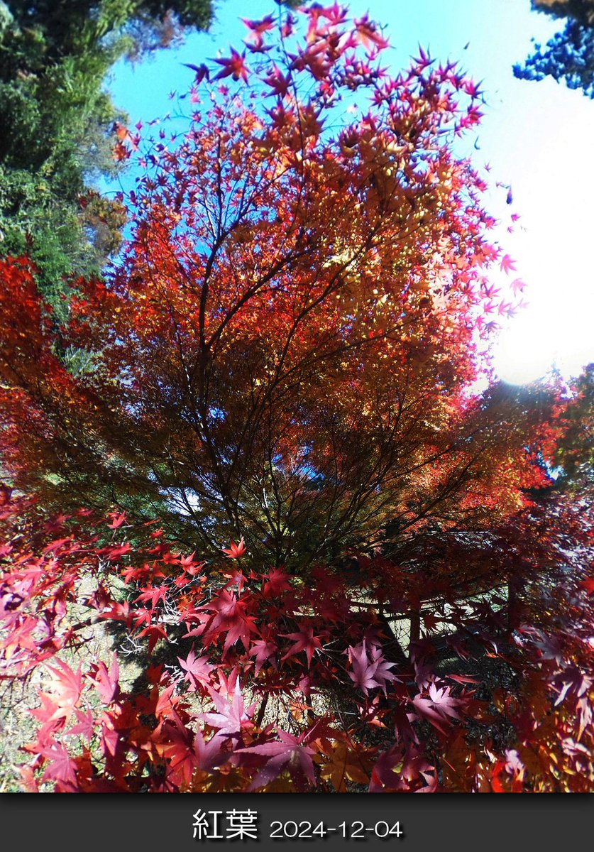 chawanmushi_64's tweet image. 🍁
🍁#紅葉
🍁2024/12/04 相模原市緑区
撮影は🌐RICOH THETA Sです
#植物
#spherical #ricoh #theta
#全天球写真 #自然観察