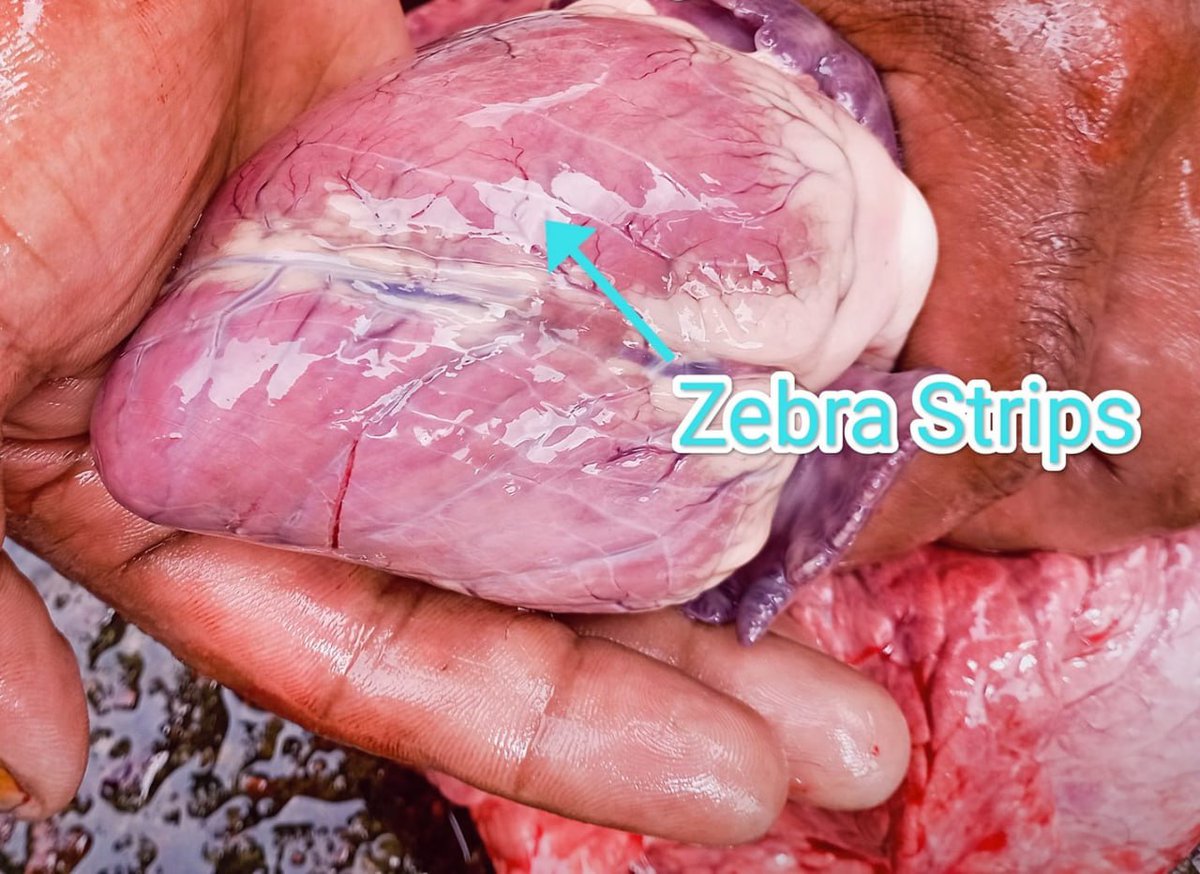 TheVetknowledge's tweet photo. 🩺 Post-mortem Observation in Sheep 🐑
🔍 White "zebra strips" on the heart indicate Fibrinous Pericarditis, likely caused by bacterial infections like:

Pasteurella multocida or Mannheimia haemolytica (Pasteurellosis)
Clostridial infections
Foot-&amp;-mouth disease (FMD) some cases https://t.co/lcDomVTvz2