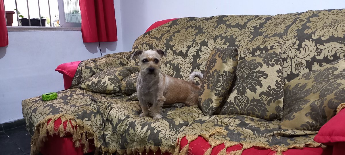<a href="/cavalodeterno_/">Cavalo de Terno</a> Meu cãopanheiro o Coragem camuflado no sofá.