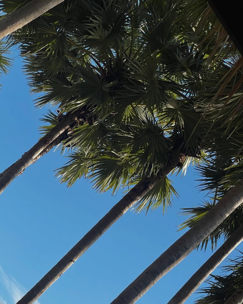 blb_officialph's tweet photo. — 15122024 #BABEUpdate2024
📸 @.babe.in IG Update : Part 4
🌴☀️✨
#babiibabe https://t.co/yzWuyFnLL3