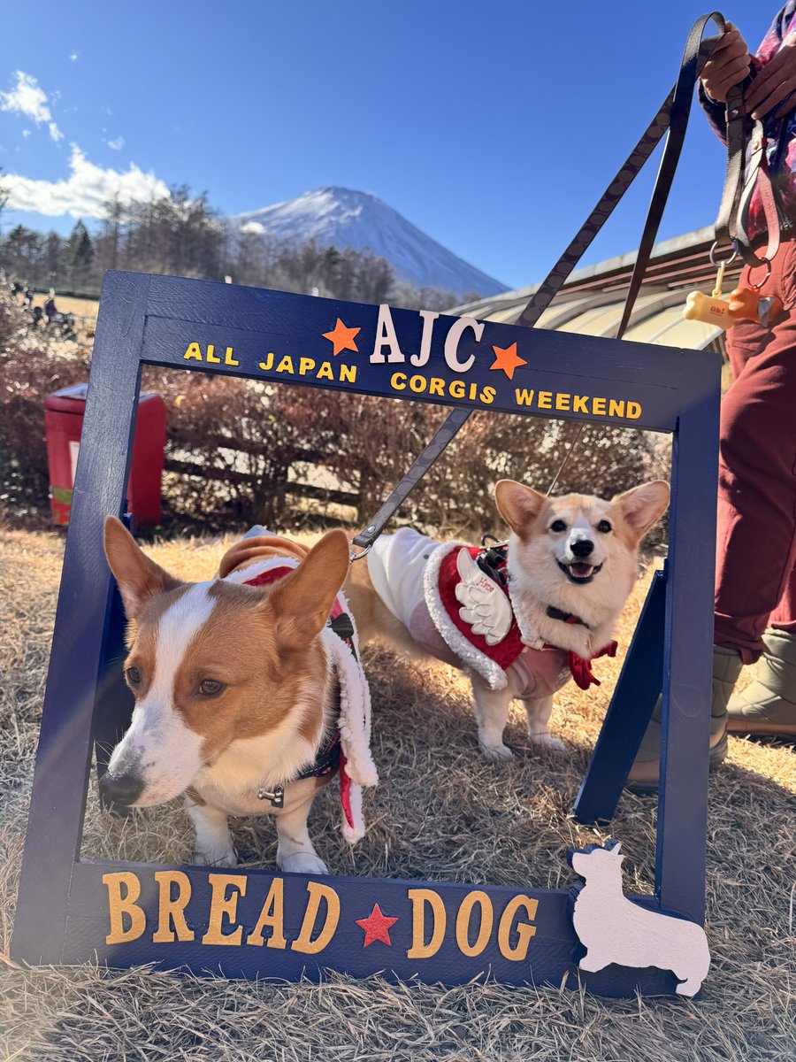 hana11020's tweet image. たのしかった！
きょうじゅうには かえれそうにないので
またあした ゆっくりと🌸🥈
#AJC
#コーギー