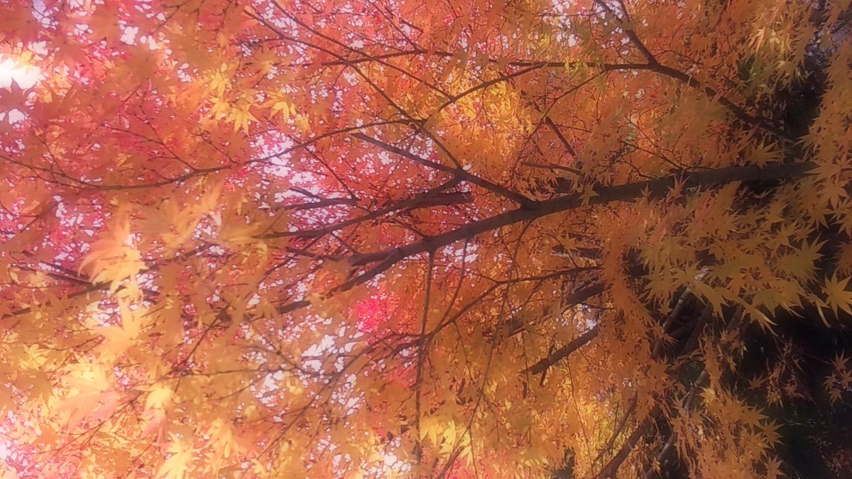 あなたとの
　　　　　ひとときに ✴︎❅*.°

大切な思い出 *゜•*¨*•.¸¸❁