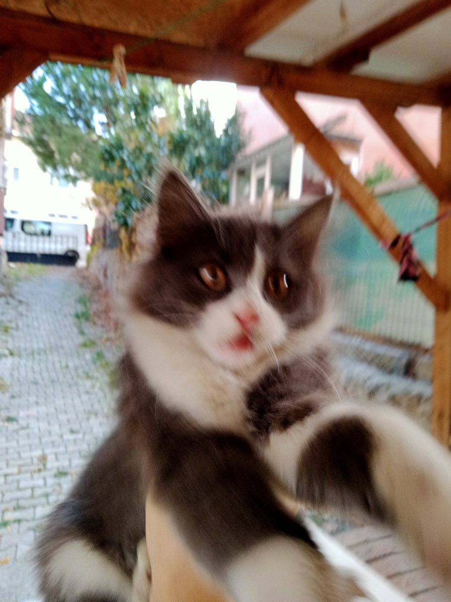 Dişi tahmini 4-5 aylık istanbul havalar soğumadan yuva arıyoruz 🙏🏻💜