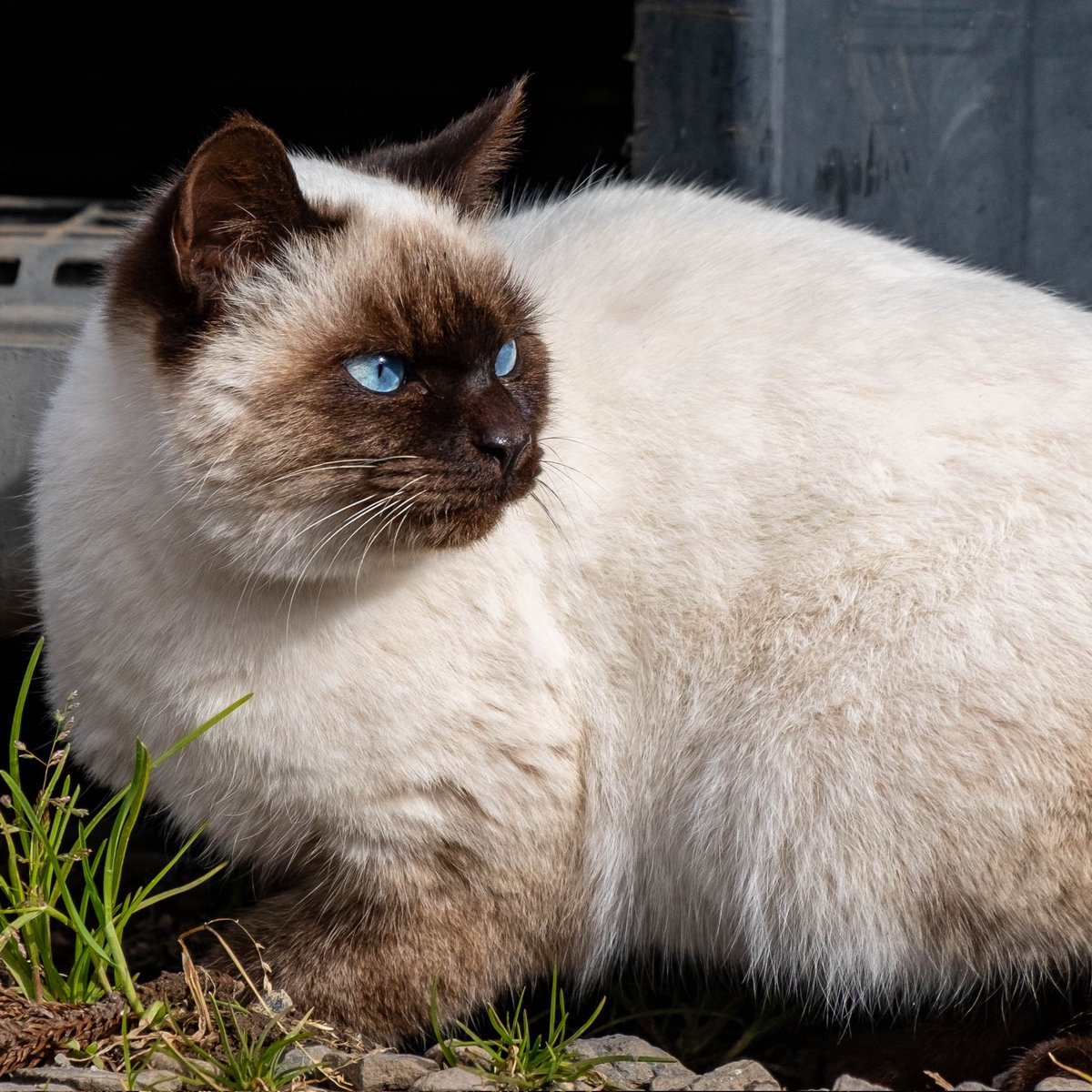 manejaa's tweet photo. サバゲフィールドねこ https://t.co/JlG2cMYjC0