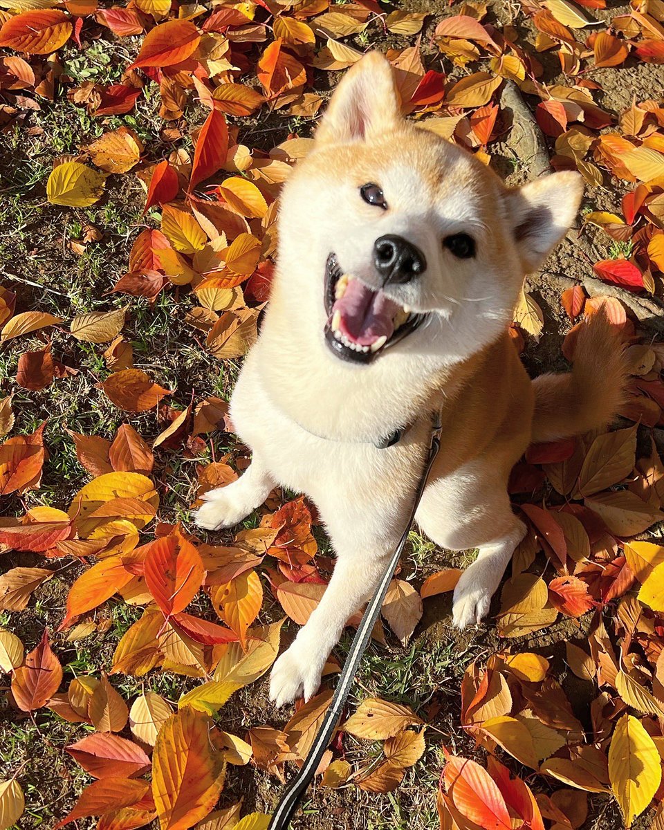 yuandtoro's tweet photo. 落ち葉柴犬っていいよね
柴犬ゆう

#柴犬との暮らし  #柴犬を崇めよ https://t.co/k8Fnvgvmup