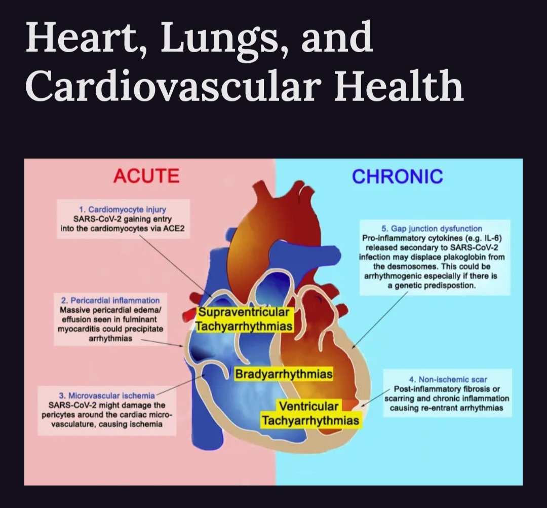 HarrySpoelstra's tweet photo. Again, an excellent edition on the damages( YES, plural) SarsCoV2 can throw at you, especially now with multiple reinfections/waning immunity! 😷
➡️ Section of special interest, of course, for me, your heart!💔 #YouOnlyHaveOneHeart. https://t.co/nEqAB7xFbx