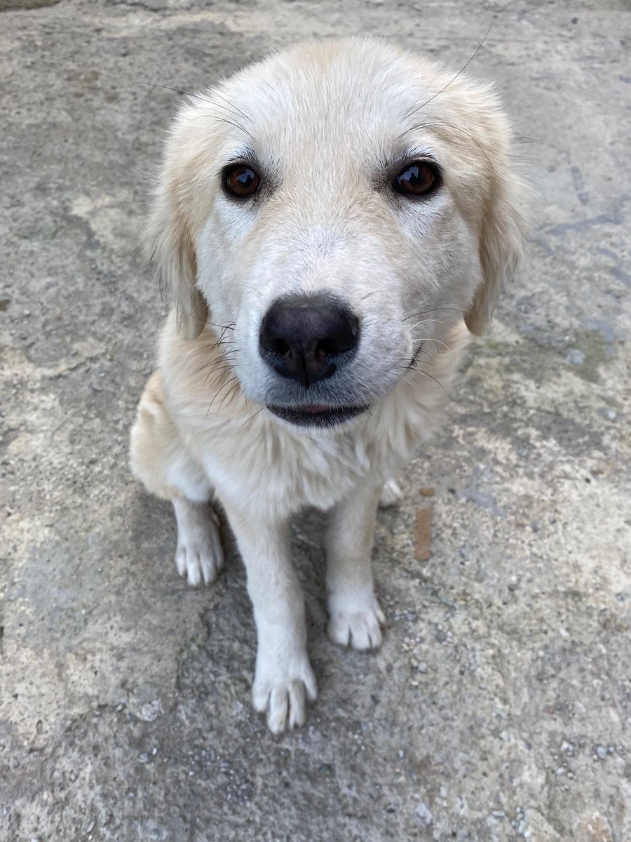 _nana1_1_'s tweet photo. Just my cute dog to start with. I'm just getting used to it here. But I think this white face will please you as much as me. #cutedog #puppy #dog #cute https://t.co/OgErVEZ9pa