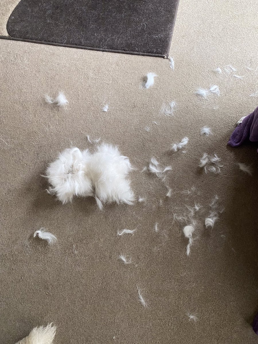 One of the absolute joys of having a Golden Retriever in your home 🏠