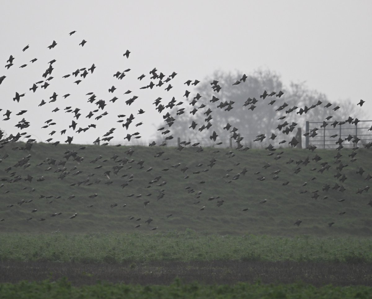 Ben Koks tweet media