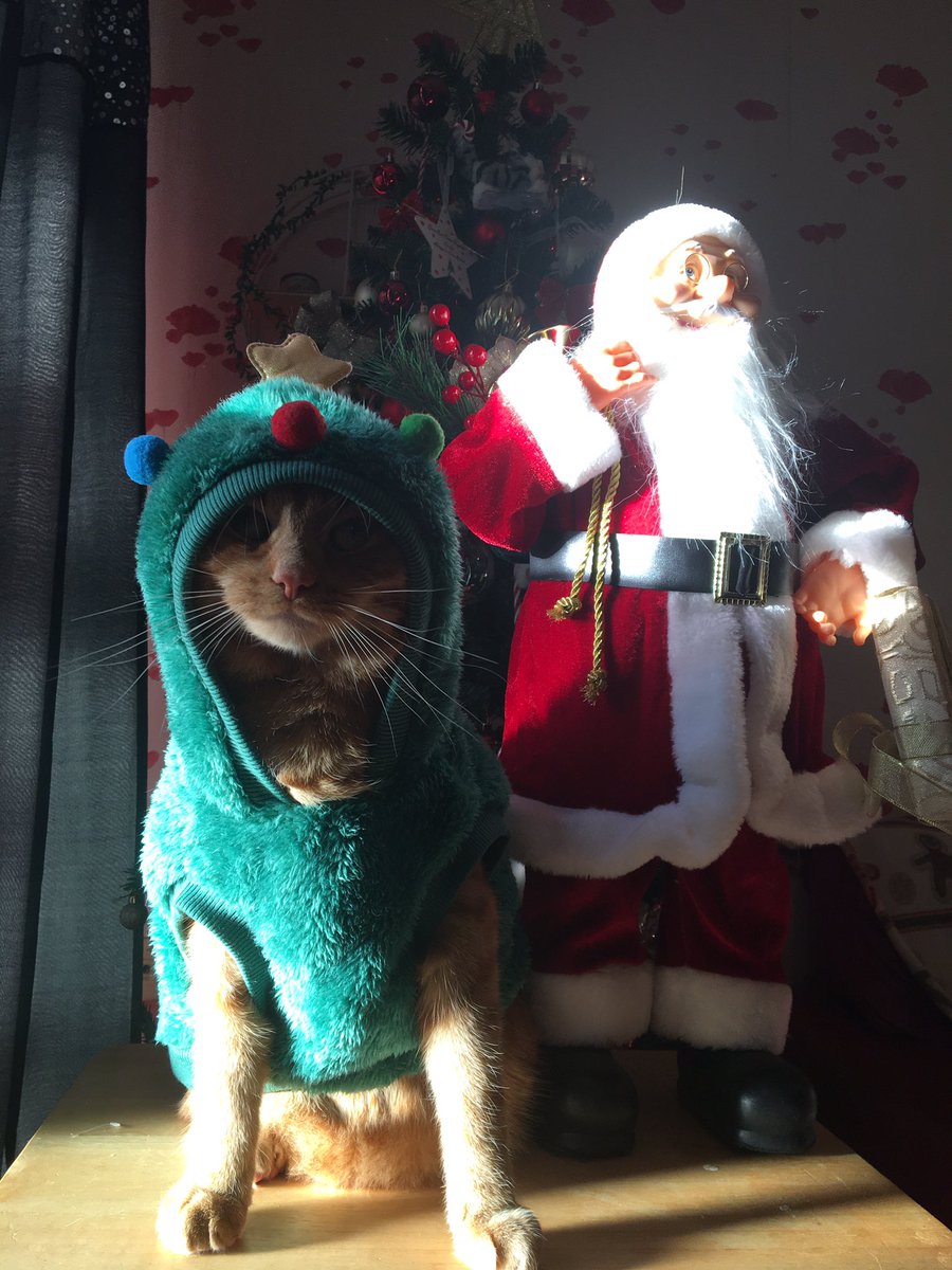 pumpkingibson's tweet photo. 🌲🌲🌲 https://t.co/P3WBjU6WOz