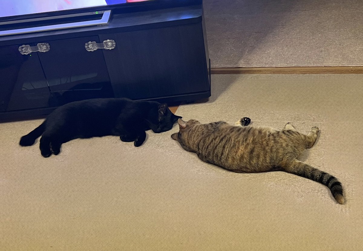mutsu_shiira's tweet photo. お久しぶりにゃす🐈🐈‍⬛

さっき🐈‍⬛くん抱っこしたら「ん？なんか重い！！」と思って久々に体重測りました

前回2024年５月
むつくん　4.8kg（＋0.5）
しいらちゃん　4.5kg（＋0.2）

やばい！めちゃ増えてる！！

2ヶ月前くらいに吐き戻し対策の穀物系に変えてからお腹が空きやすくなったのか、 https://t.co/A2kg9FfU8E