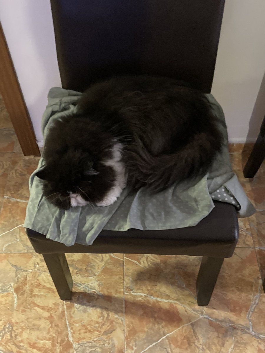 Nuilia's tweet photo. @twaniimals Mi pequeño Brownie 💫 https://t.co/XIEfYTqKFJ
