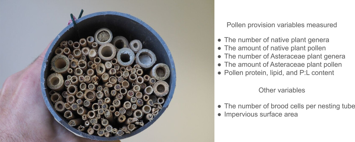 Insect Conservation and Diversity (@insectdiversity) on Twitter photo DNA metabarcoding reveals unexpected diet breadth of the specialist large-headed resin bee (Heriades truncorum) in urbanised areas across Germany, in a new #OpenAccess study🐝
doi.org/10.1111/icad.1…
<a href="/RoyEntSoc/">Royal Entomological Society</a> <a href="/WileyEcolEvol/">Wiley Ecology & Evolution</a> DNA metabarcoding reveals unexpected diet breadth of the specialist large-headed resin bee (Heriades truncorum) in urbanised areas across Germany, in a new #OpenAccess study🐝
doi.org/10.1111/icad.1…
<a href="/RoyEntSoc/">Royal Entomological Society</a> <a href="/WileyEcolEvol/">Wiley Ecology & Evolution</a>