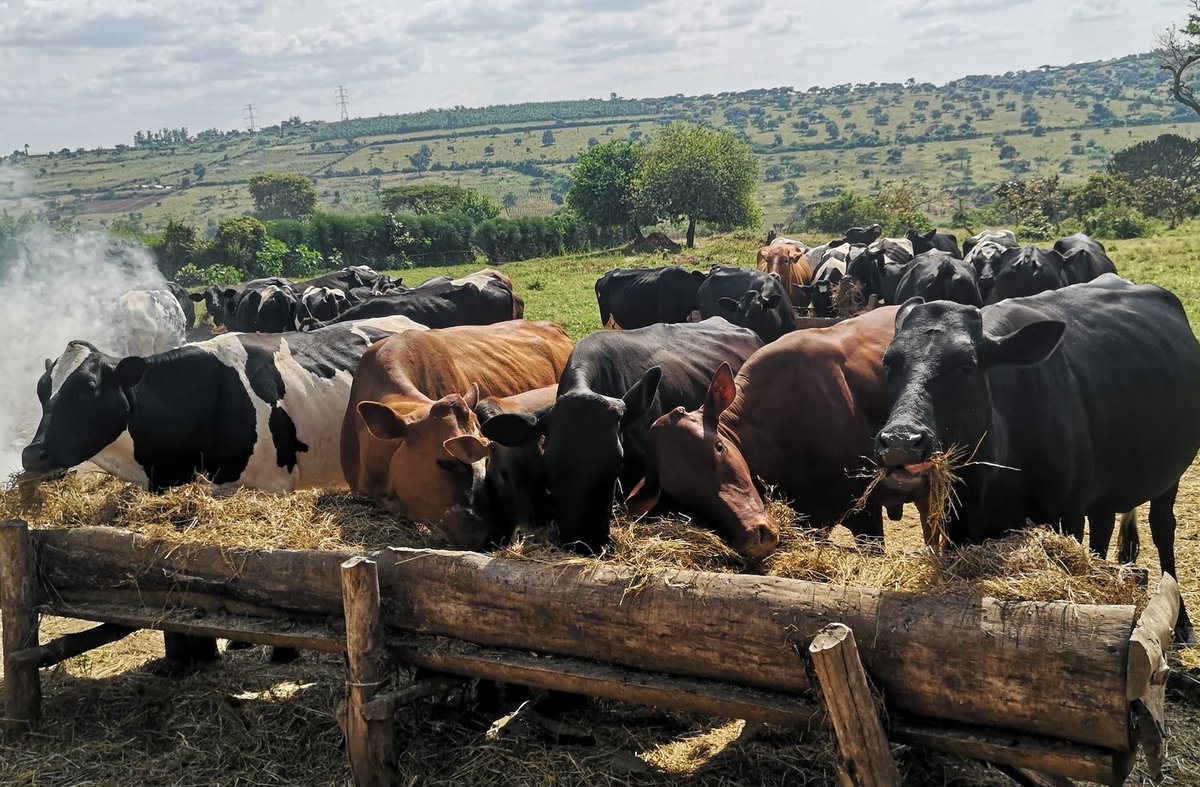 Pesa za mfugaji wa ng'ombe wa Maziwa zinarudi muda Gani?

Jibu - siku 100 za kwanza baada ya kuzaa

Hapa ni muda wa kuweka uwekezaji kupata Maziwa yakutosha!

Sasa..

Mpe ng'ombe wako mpk 4kg za pumba yenye madini mengi

Majani yakutosha 

Maji masafi muda wote.