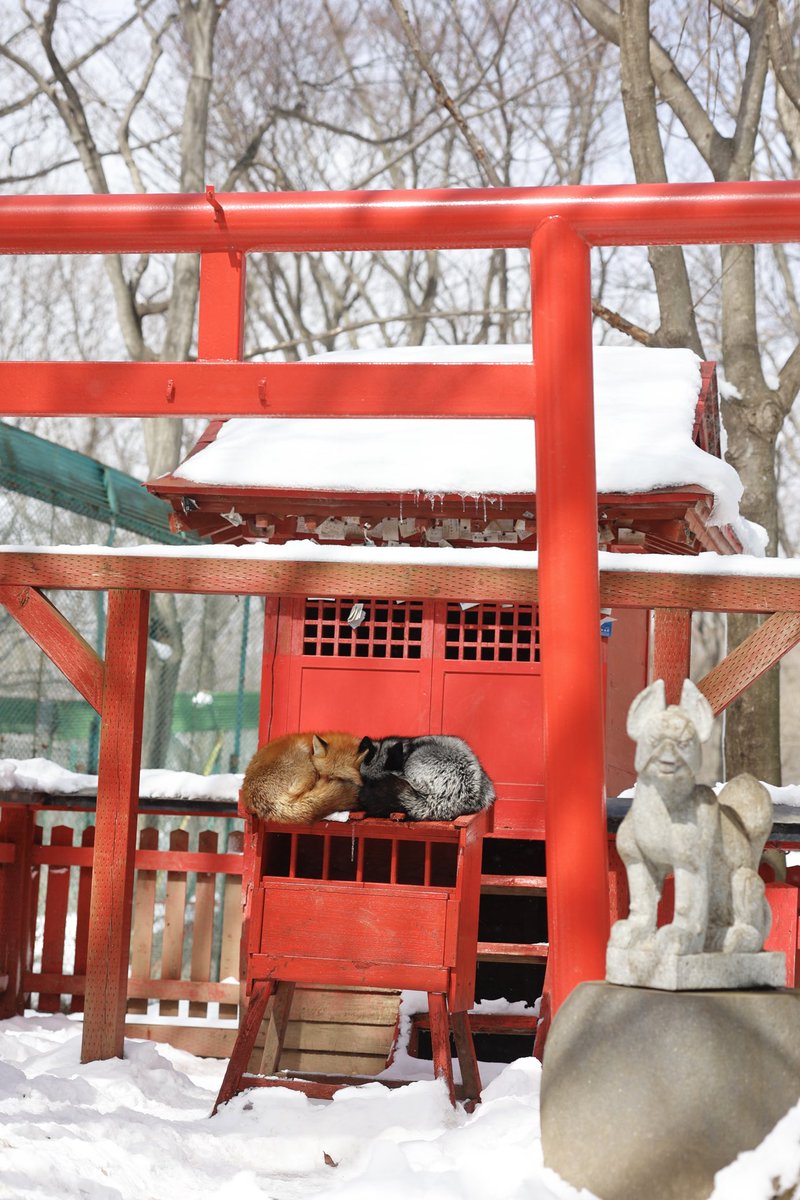 これがほんとの稲荷神社ってやつ！？