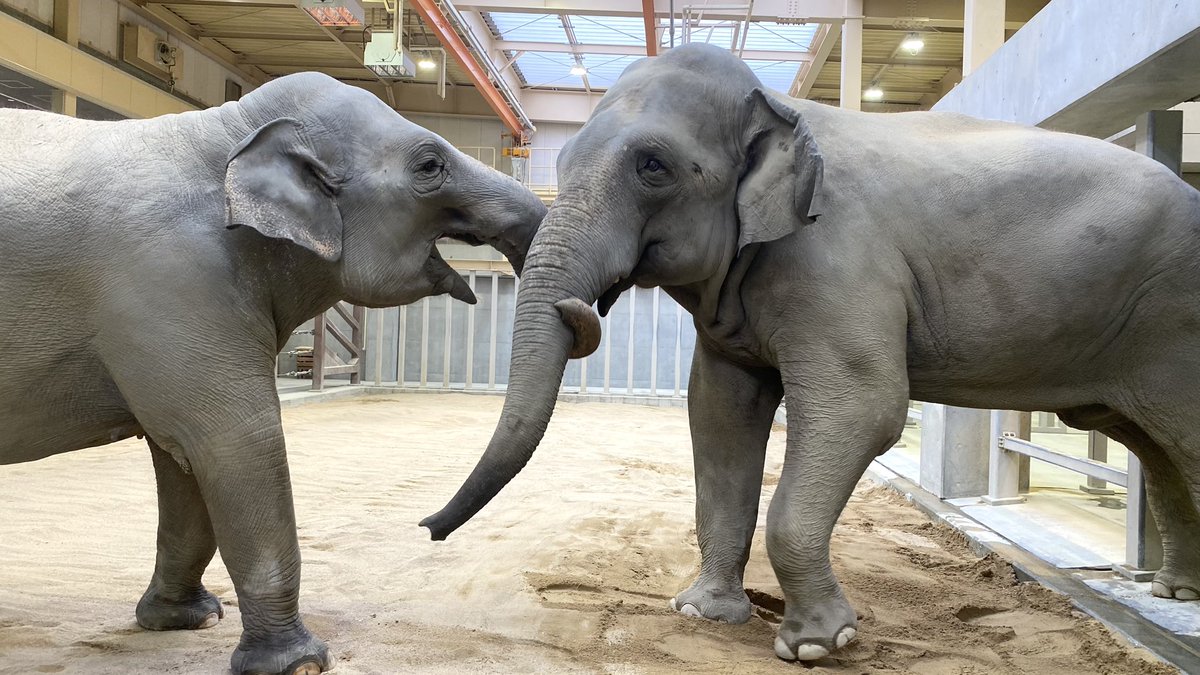 最近夕方になると離れなくなるミリンダとナマリー。

#徳山動物園　#スリランカゾウ　#ゾウ　#ミリンダ　#ナマリー　#一緒　#夕方