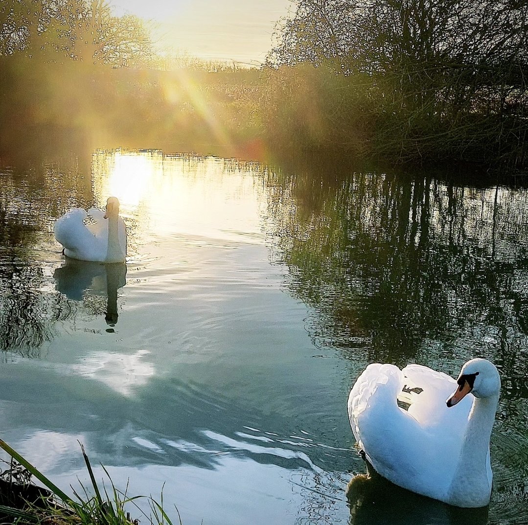 Early morning 10 mile run. Had to drag myself out, but nature never disappoints. Cranes, Swans, Berries, full moon &amp; sunrise I'm running the London Marathon for <a href="/MKYMCA/">YMCA Milton Keynes</a>  If you would like to support their great work, here's the link shorturl.at/Z8eqs #londonmarathontraining