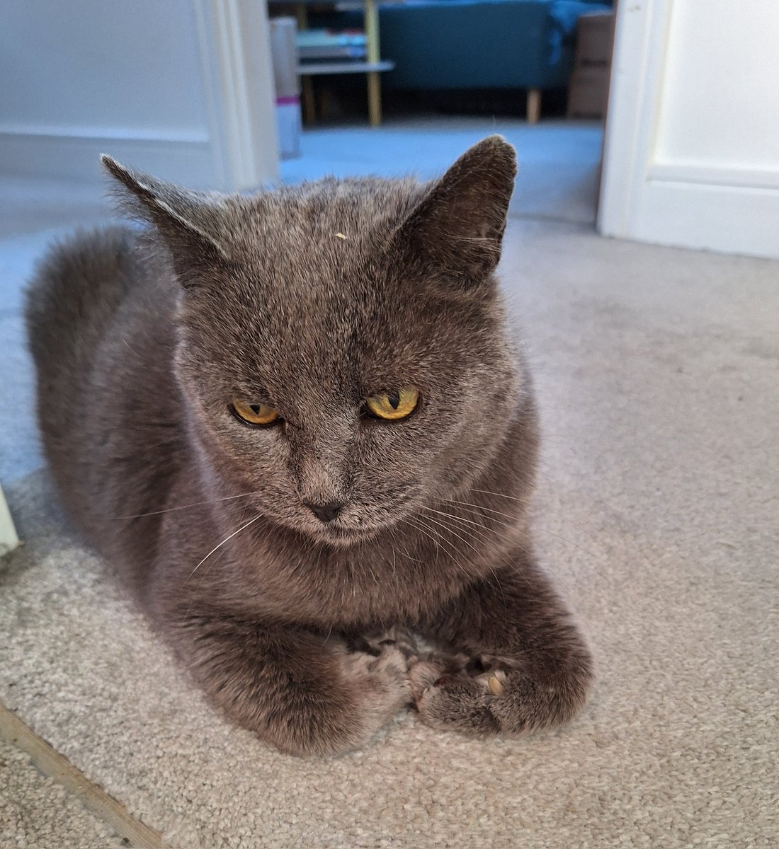 IvanandFelix's tweet image. These very demure and mindful paws have definitely not just batted my brother and chased him off the big bed.  😻😇

#CatsOfTwitter #CatsOnX #Demure #Sunday #TidyFeet