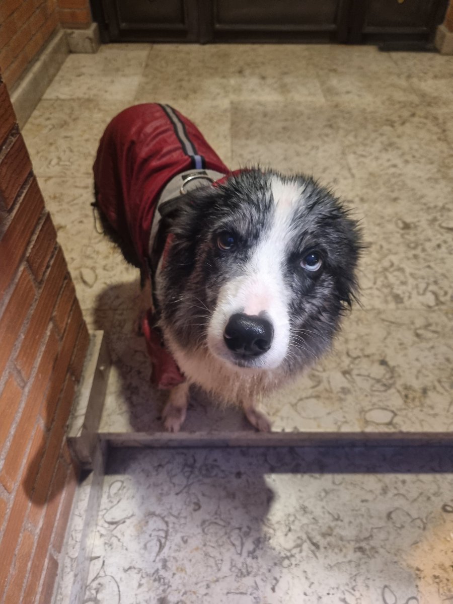VectorBall's tweet photo. #bordercollie #bordercollielife #bordercolliegram #kongdog #dog #juliusk9 #狗 #개 #Hund #dog #perro #собака https://t.co/CiNhUQHT24