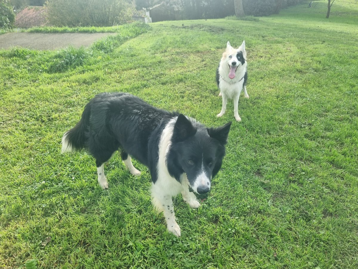 VectorBall's tweet photo. #bordercollie #bordercollielife #bordercolliegram #kongdog #dog #juliusk9 #狗 #개 #Hund #dog #perro #собака https://t.co/CiNhUQHT24
