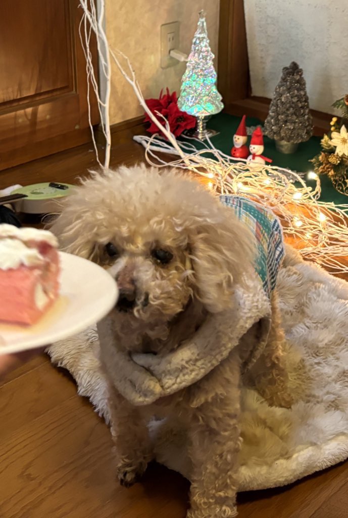 choco_toypoo's tweet photo. ちょこ15才の誕生日おめでとう🎉
いちごロールケーキでお祝い🍓
これからも元気でいてね🐶💗 
#ちょこさん #15才 #トイプードル https://t.co/umYaE1jcPO