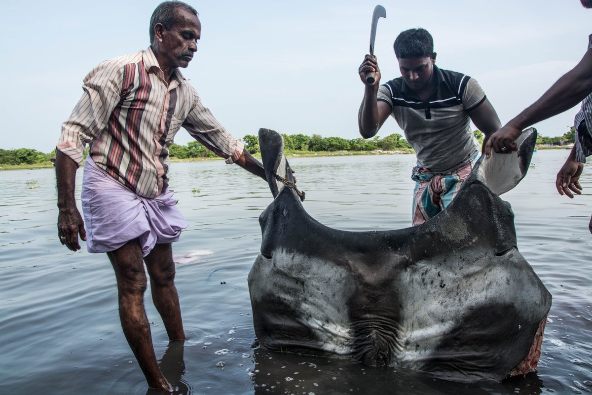📢 NEW SCIENCE ALERT! Global assessment of the manta and devil ray meat and gill plate trade!

🔗 Find out more by heading to our Research Portal!

Infographic: Jasmine Corbett; illustrations by Marc Dando
📷 (1) Guy Stevens and (2,3) Simon Hilbourne