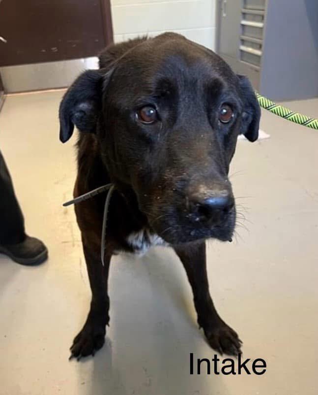 LisaBrabson's tweet photo. How can u look at sweet BENJI #A374503 &amp; not do something to help him?
Those pleading, soulful brown eyes,that point on his little head,he is adorable.
He is so gentle,tender &amp; easy going,all he wants is a home.
PLZ #ADOPT #FOSTER OR #PLEDGE TO ATTRACT A RESCUE 🛟 #CorpusChristi https://t.co/Ht6ugngNx1