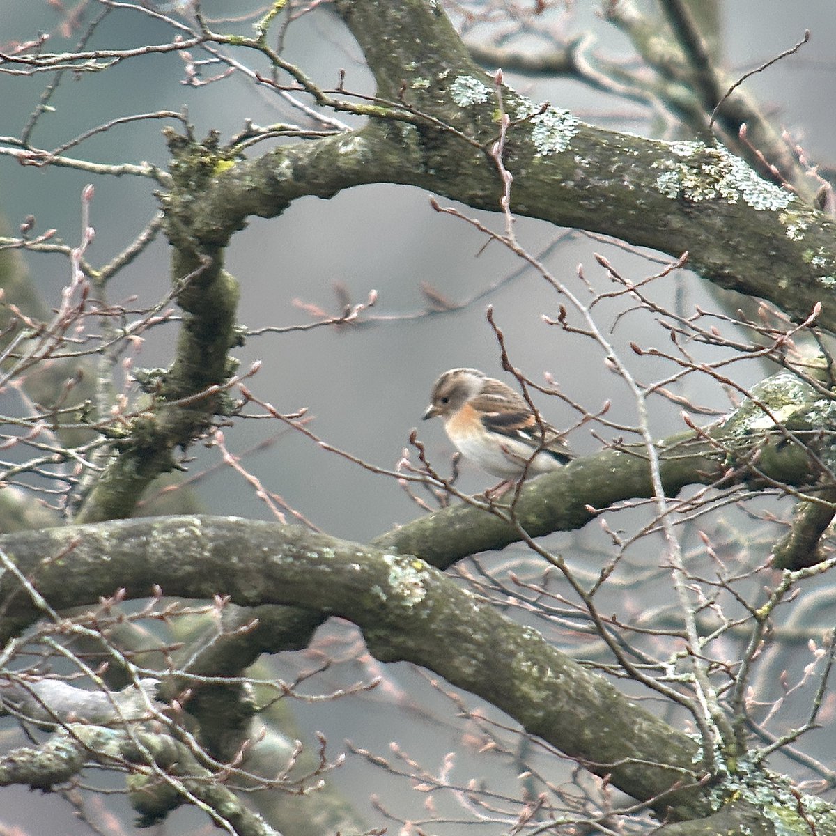 Tim Jukes (@timjukes4) on Twitter photo At least 2 Brambling and a Marsh Tit among 150+ Chaffinch in Corsham today.
<a href="/WiltsBirdClub/">Wiltshire Ornithological Society</a> <a href="/BTO_Wilts/">BTO Wiltshire</a> At least 2 Brambling and a Marsh Tit among 150+ Chaffinch in Corsham today.
<a href="/WiltsBirdClub/">Wiltshire Ornithological Society</a> <a href="/BTO_Wilts/">BTO Wiltshire</a>