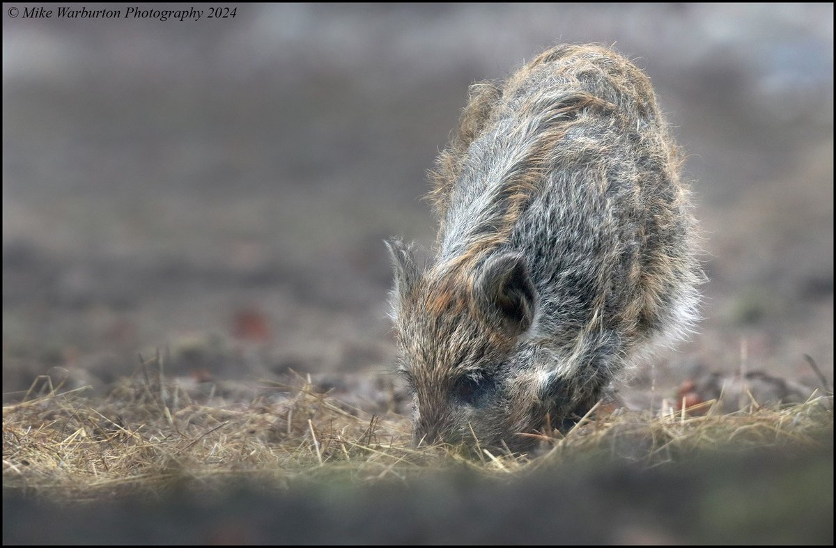 Mike Warburton (@_mikewarburton) on Twitter photo Great to see my very first local #WildBoar , here in the South Wales Valleys this morning! #Wales #wildlife #nature <a href="/CanonUKandIE/">Canon UK and Ireland</a> <a href="/BBCSpringwatch/">BBC Springwatch</a> <a href="/WildlifeMag/">BBC Wildlife</a> <a href="/BBCEarth/">BBC Earth</a> <a href="/NatGeoUK/">National Geographic UK</a> <a href="/NatGeoPhotos/">Nat Geo Photography</a> <a href="/WildlifeTrusts/">The Wildlife Trusts</a> Great to see my very first local #WildBoar , here in the South Wales Valleys this morning! #Wales #wildlife #nature <a href="/CanonUKandIE/">Canon UK and Ireland</a> <a href="/BBCSpringwatch/">BBC Springwatch</a> <a href="/WildlifeMag/">BBC Wildlife</a> <a href="/BBCEarth/">BBC Earth</a> <a href="/NatGeoUK/">National Geographic UK</a> <a href="/NatGeoPhotos/">Nat Geo Photography</a> <a href="/WildlifeTrusts/">The Wildlife Trusts</a>