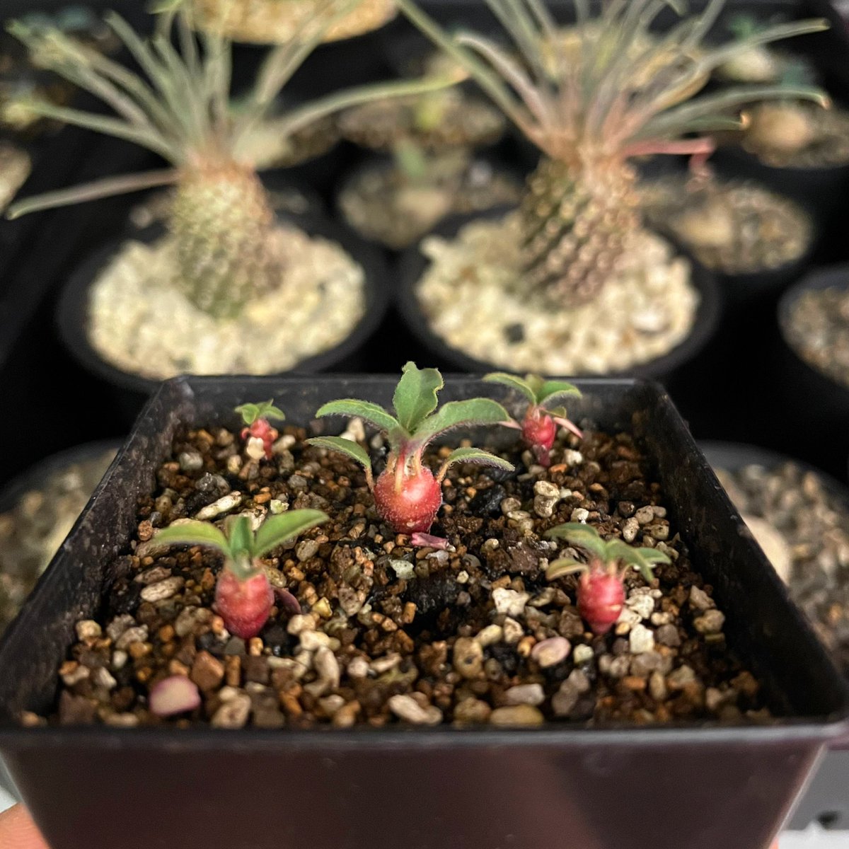 Euphorbia hadramautica