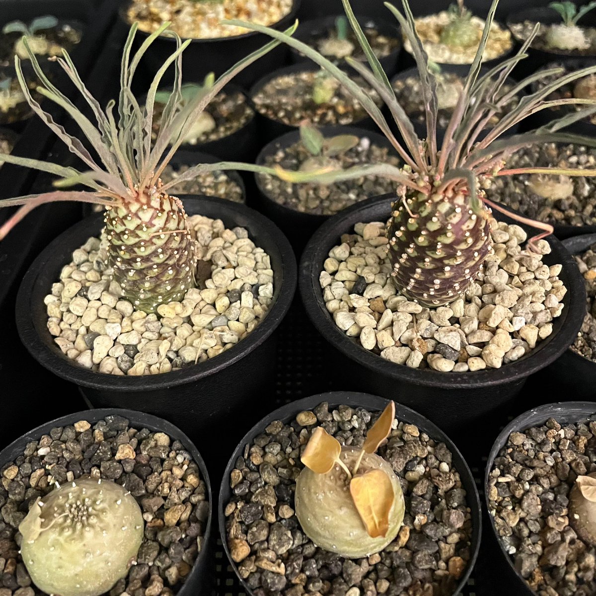 Euphorbia hadramautica