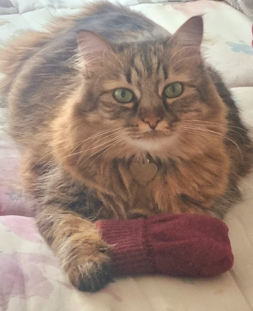 Tess_1966's tweet image. #Piuma, ridammi i guanti  please...