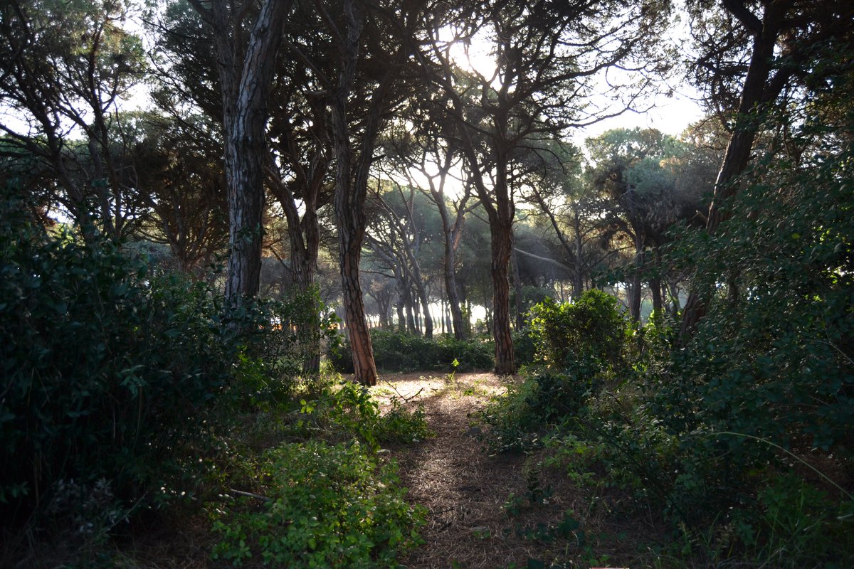 Aturem el Pla de Ponent tweet media