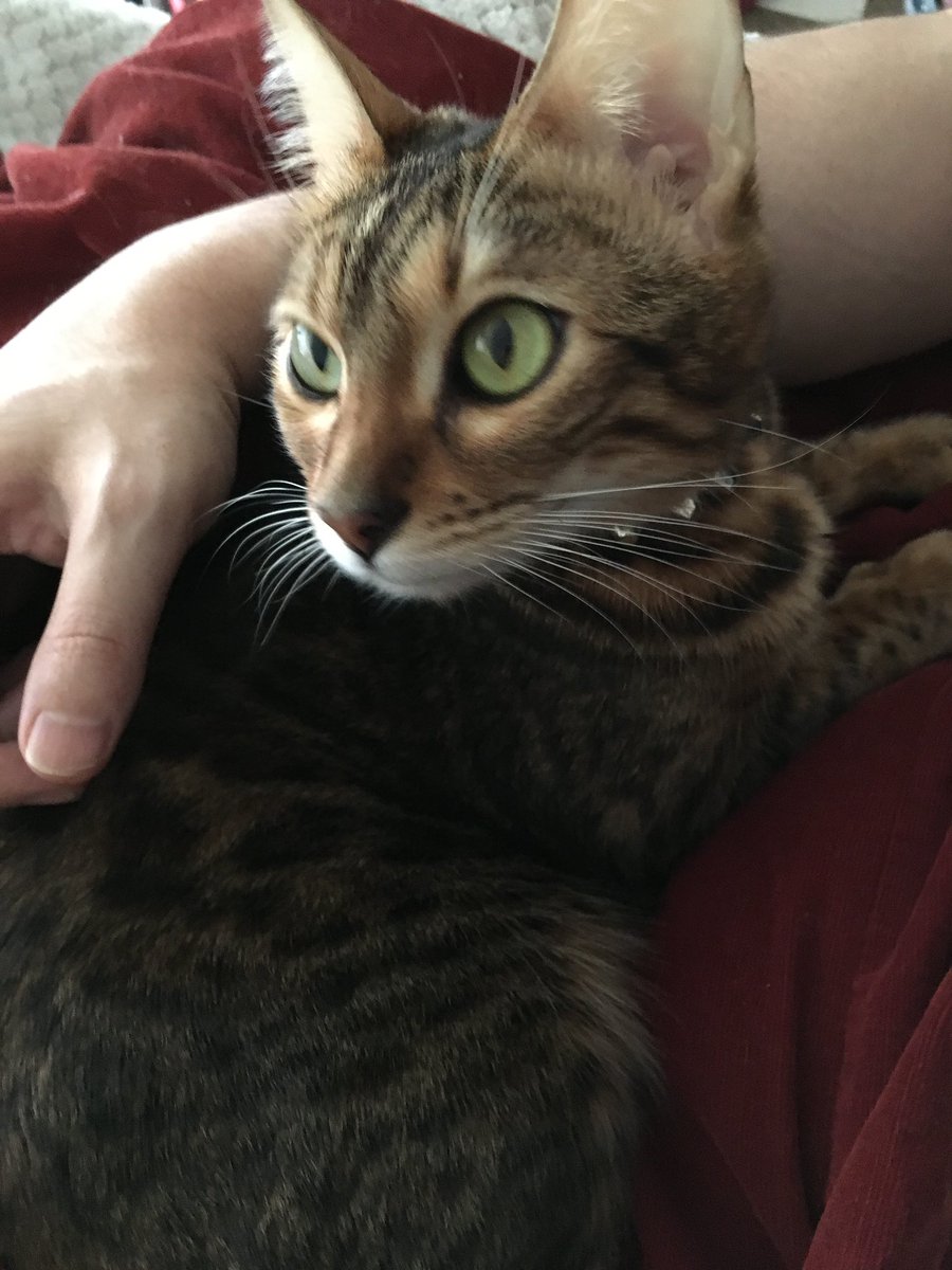 CatBeleth's tweet photo. 去年のベレトの命日はファロ君アレルギー反応が出て顔がパンパンに腫れて大騒ぎだったね。
今年もなぜかキミの命日にファロ君の体内に重大な異変が見つかったよ・・・股関節にも膝靱帯にも異変は見つからない。右後脚のビッコ引きの原因は他に見当たらない・・・
ねぇベレちん、ファロ君守って・・・ https://t.co/FelxEfJ3GR