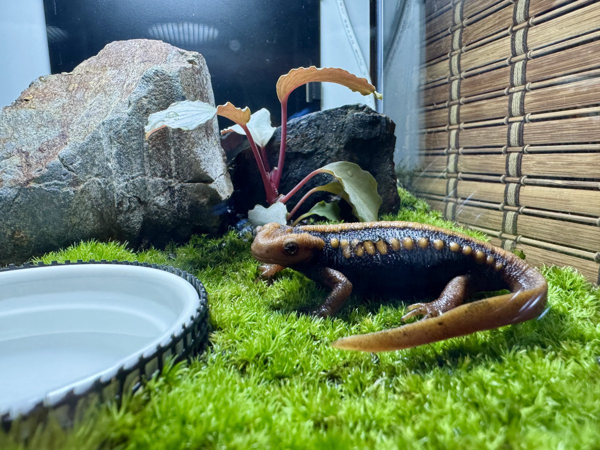 温度が下がりようやく苔が成長して活着してきた。苦節約６ヶ月… 苔って暑いとこんなに動かんもんなのか。

ってことでイボイモお引越し。緑が映える^ ^