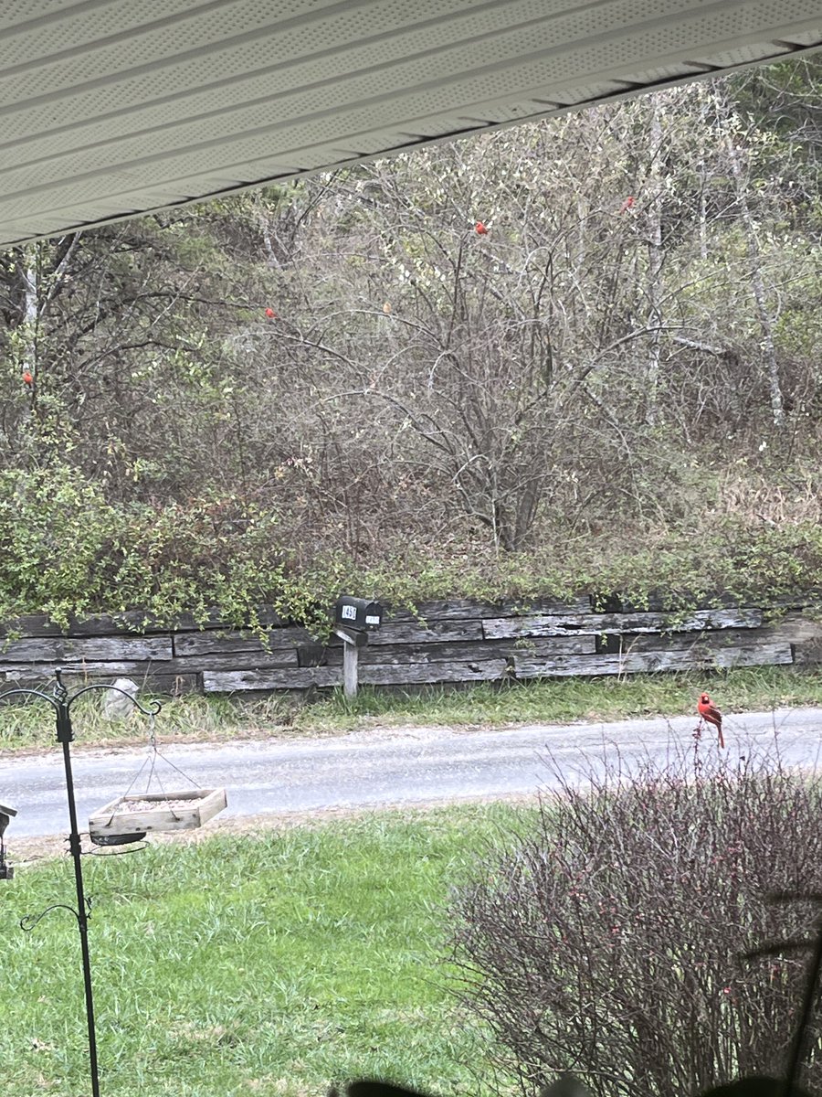 The Cardinals love the new feeder. There are six in the photo. Can you find them?