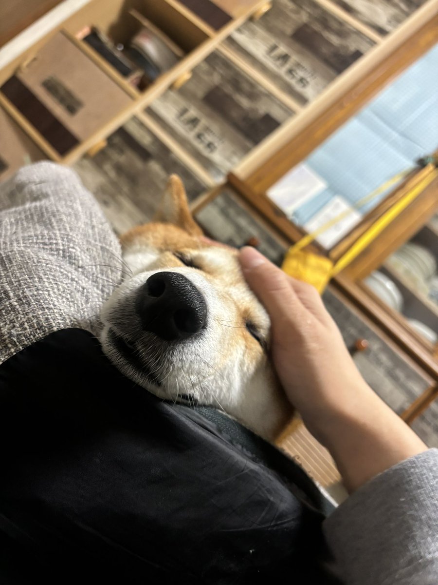 orangeconfit12's tweet photo. 撫でられて溶けた犬 https://t.co/uCXUJloKpC