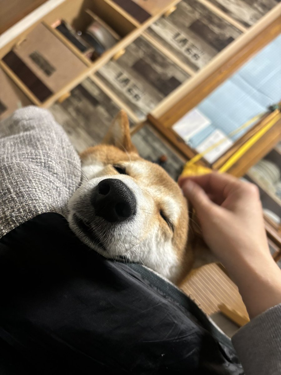 orangeconfit12's tweet photo. 撫でられて溶けた犬 https://t.co/uCXUJloKpC