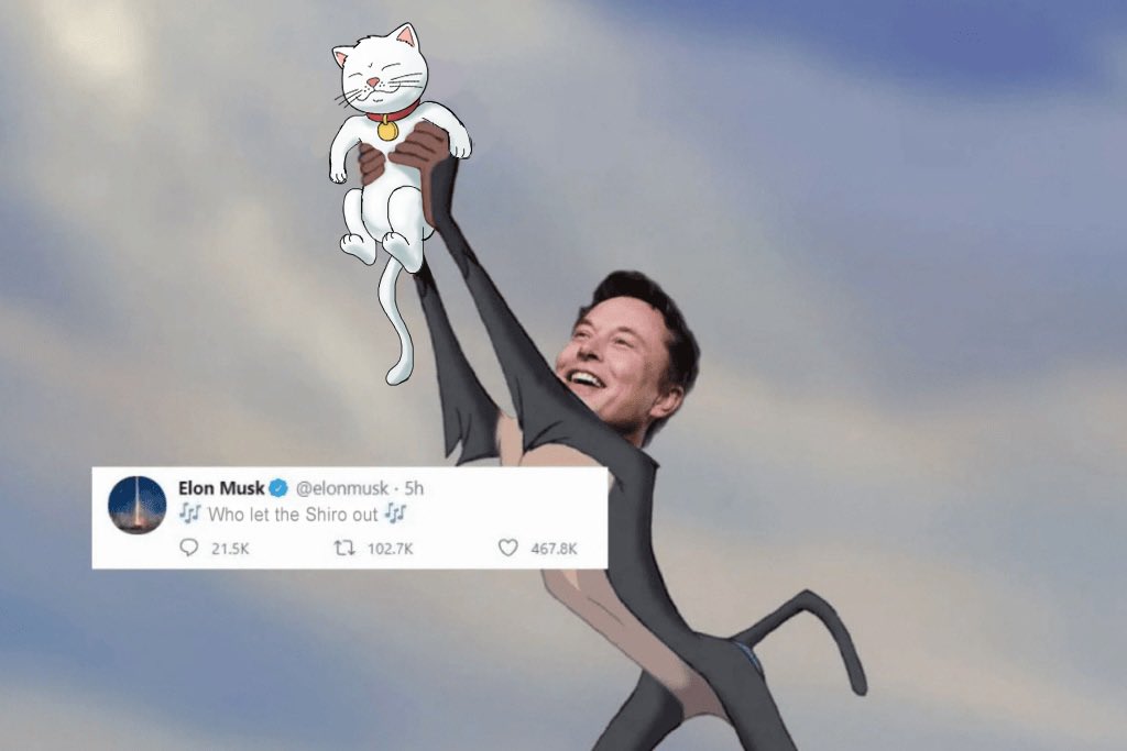 Shiro Neko tweet media