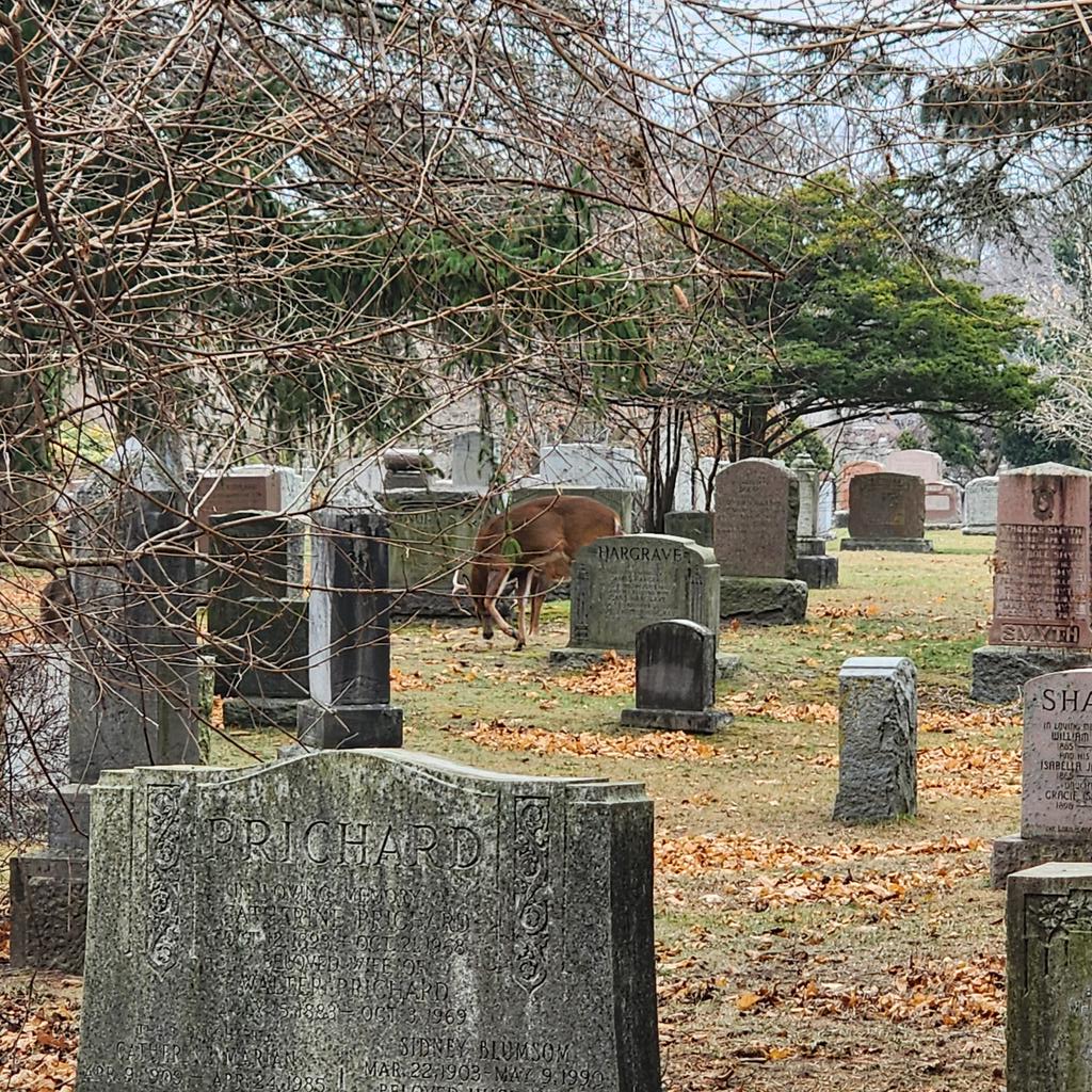 Spotted at the graveyard this aft: