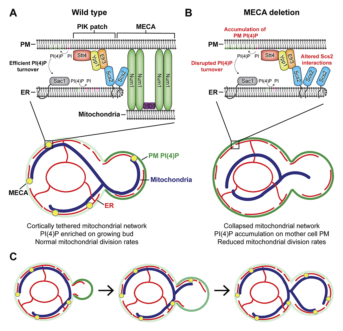 Journal of Cell Biology (@jcellbiol) on Twitter photo Casler, @LLLackner et al. <a href="/LacknerLabNU/">Lackner Lab</a> describe how tripartite membrane contacts btwn #mitochondria, ER & plasma membrane regulate mitochondrial division & PI(4)P #metabolism. hubs.la/Q02_58RP0
Part of the Year in Cell Biology: hubs.la/Q02_5gf90
#CellBio2024 Casler, @LLLackner et al. <a href="/LacknerLabNU/">Lackner Lab</a> describe how tripartite membrane contacts btwn #mitochondria, ER & plasma membrane regulate mitochondrial division & PI(4)P #metabolism. hubs.la/Q02_58RP0
Part of the Year in Cell Biology: hubs.la/Q02_5gf90
#CellBio2024